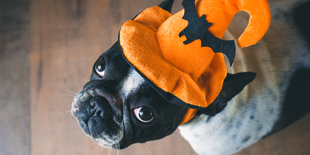 Cute hallowen dog with costume